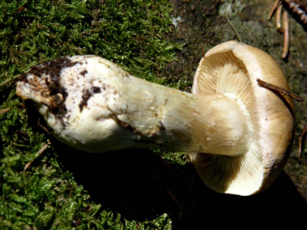 Un altro Agaricus?