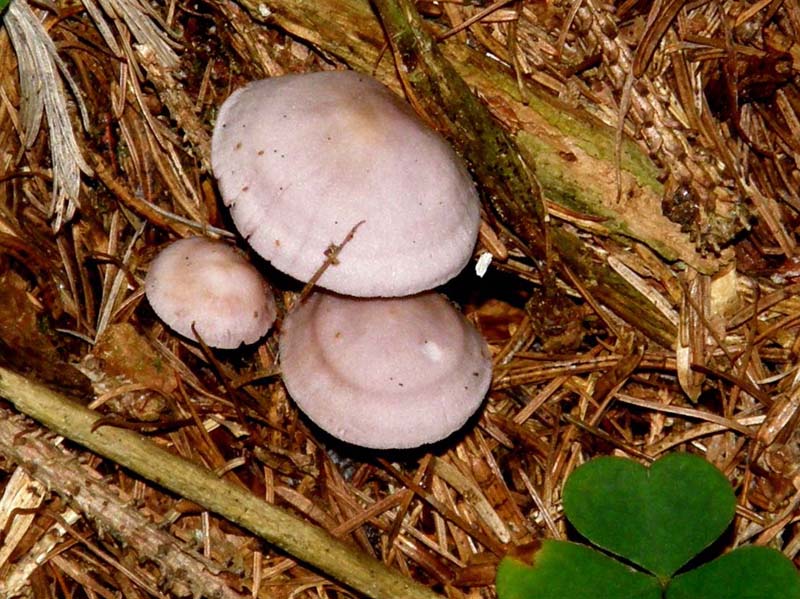 Tre UFO in formazione