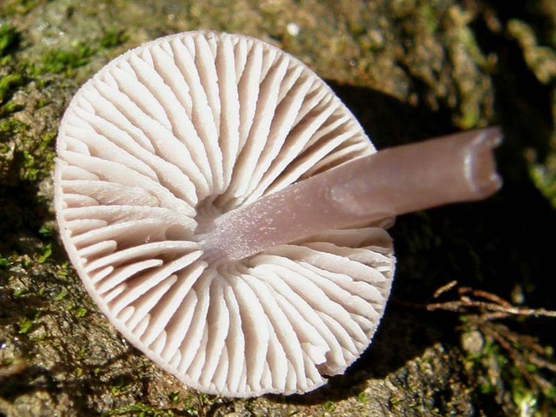 Tre UFO in formazione