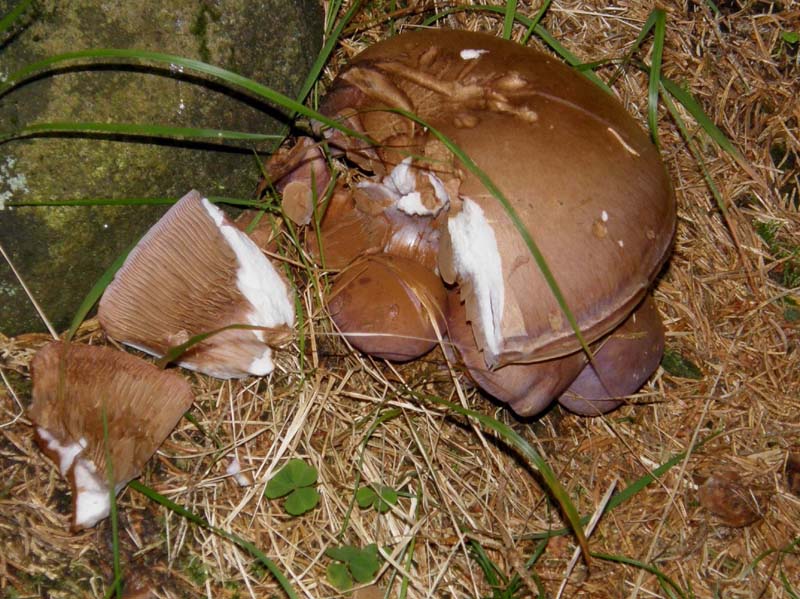 Sembrava uno solo, invece...