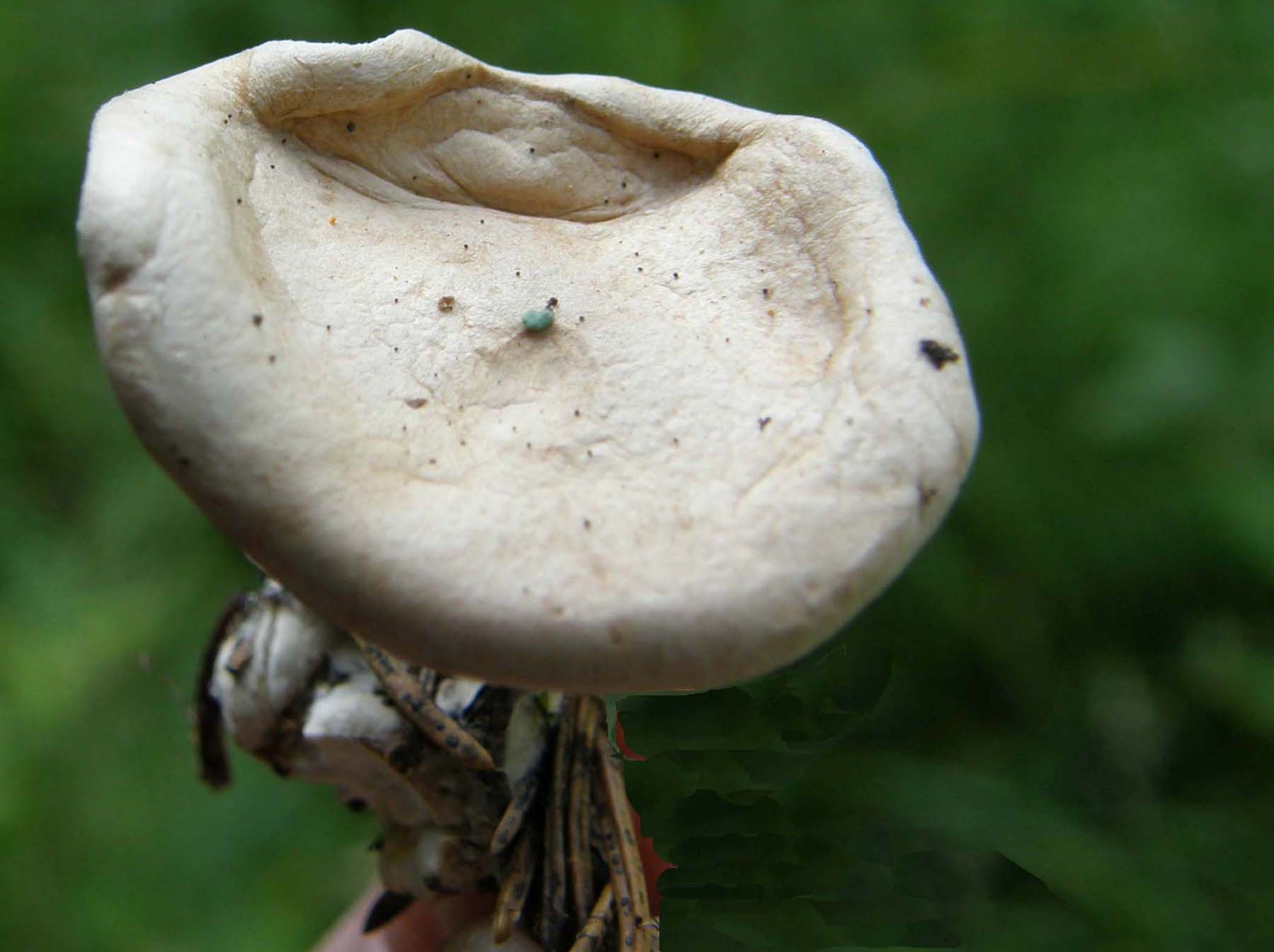 Il cappello � secco, ma il gambo sembra un''opera d''arte