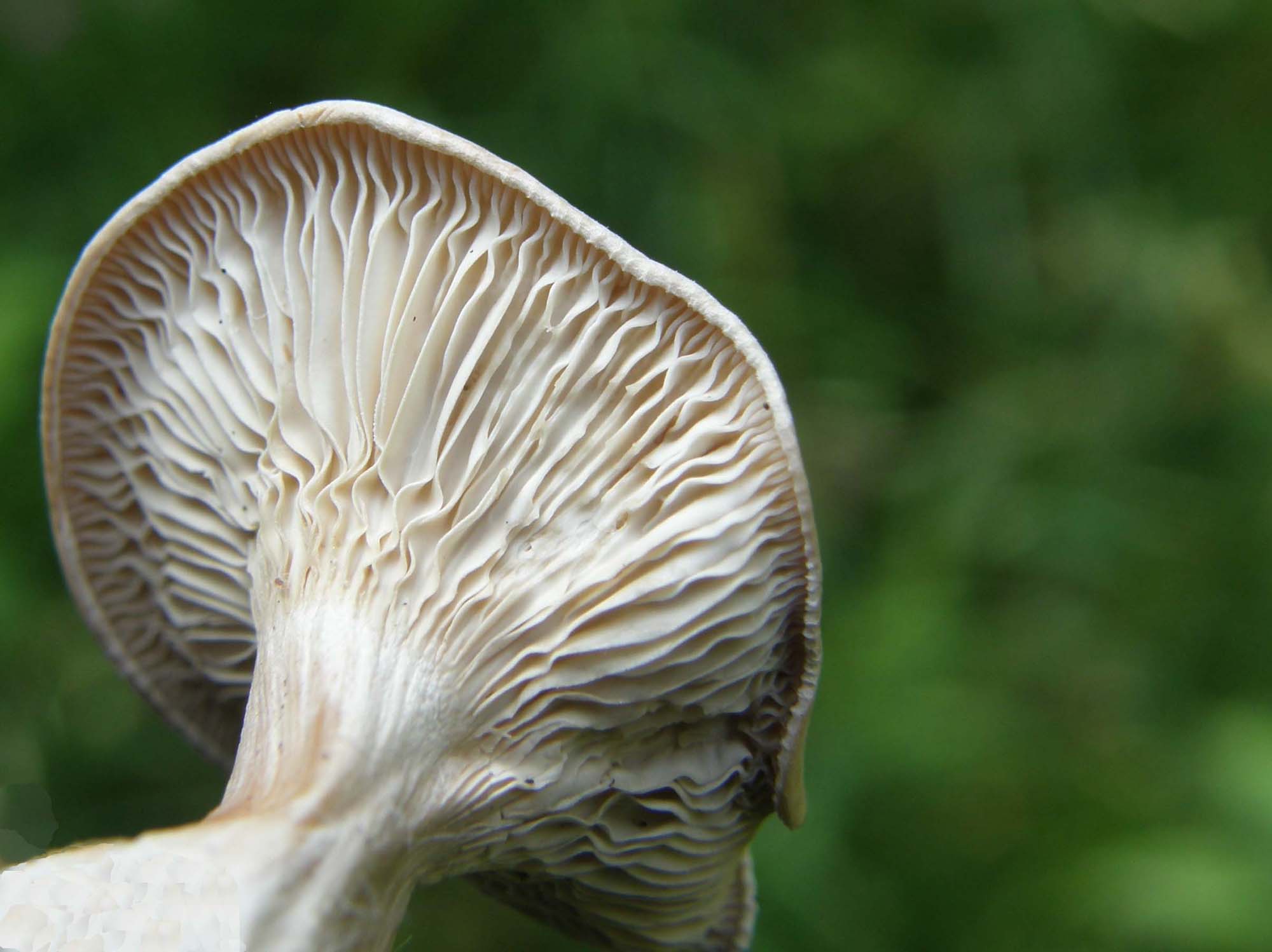 Il cappello � secco, ma il gambo sembra un''opera d''arte