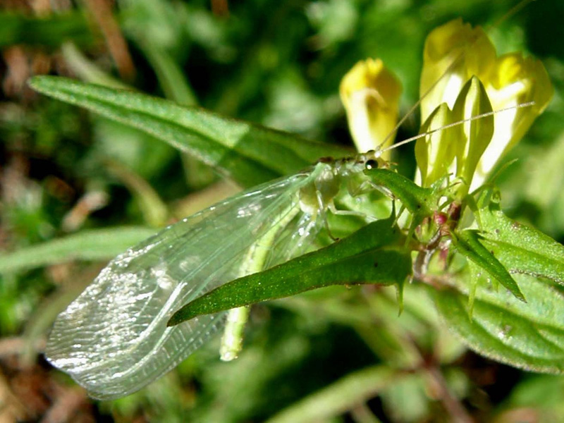 Nineta pallida neosfarfallata