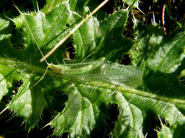 Nineta pallida neosfarfallata