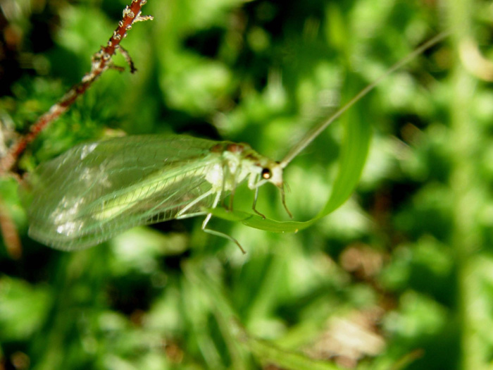 Nineta pallida neosfarfallata