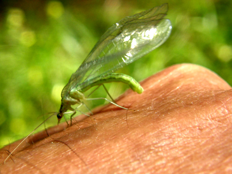 Nineta pallida neosfarfallata