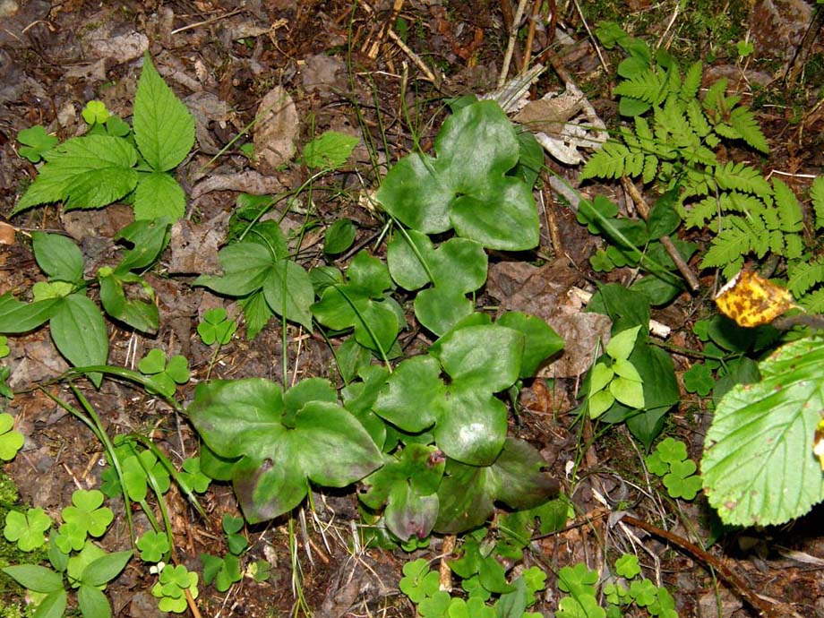 Foglie trilobate - Hepatica nobilis