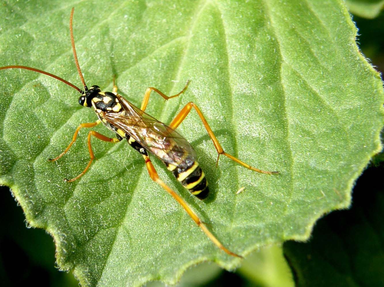 Latibulus cf. argiolus (Ichneumonidae Cryptinae).