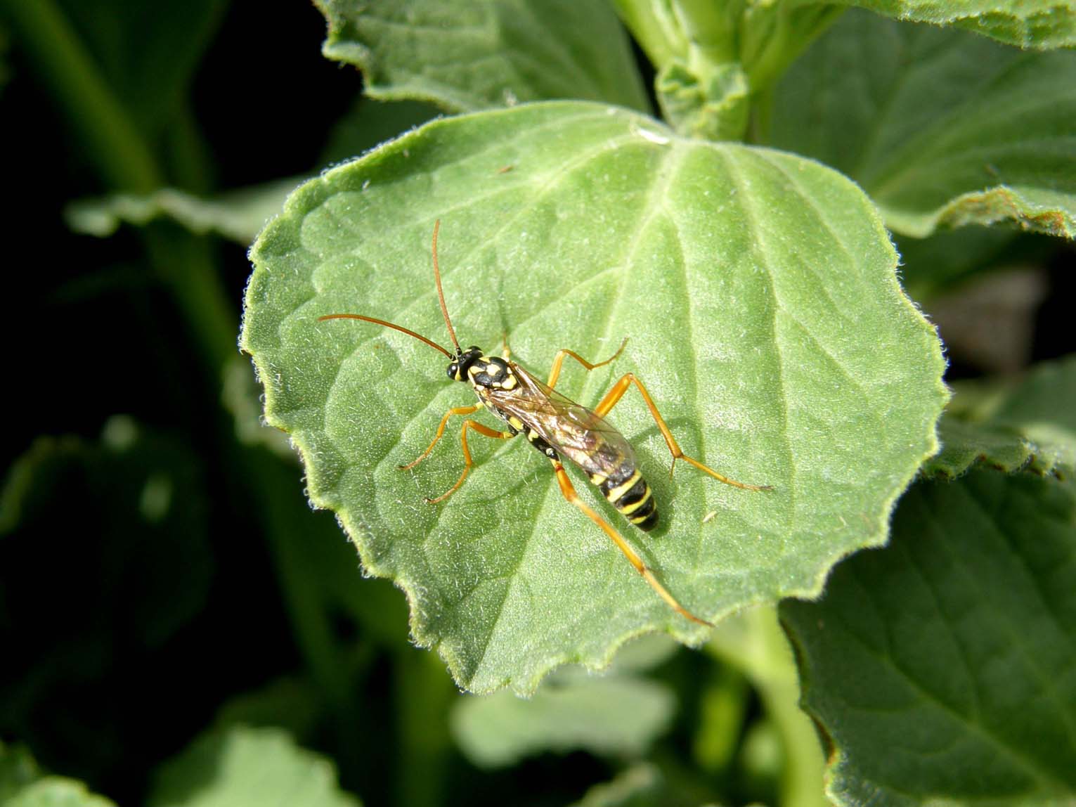 Latibulus cf. argiolus (Ichneumonidae Cryptinae).