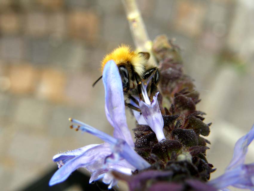 Bombi da identificare