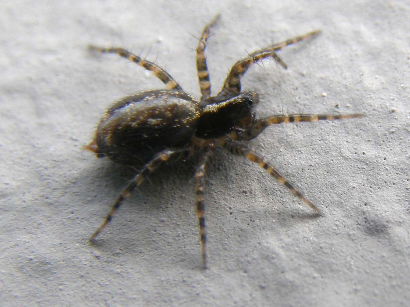 Textrix sp.