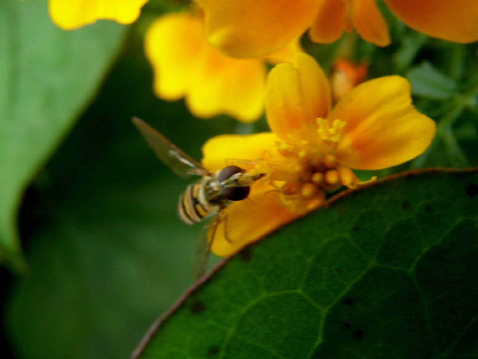Syrphidae da identificare