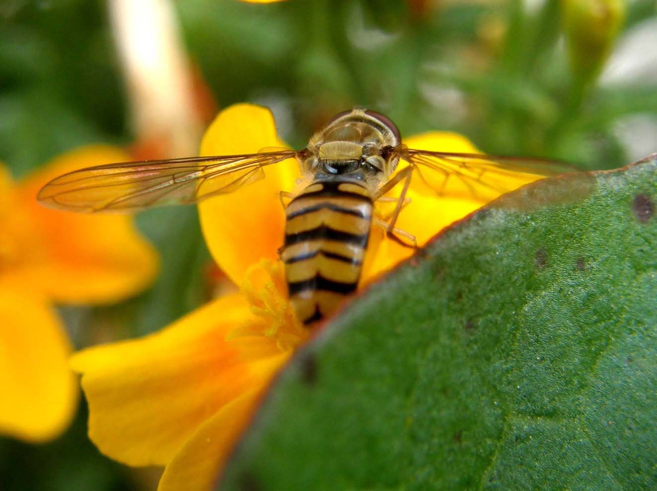 Syrphidae da identificare