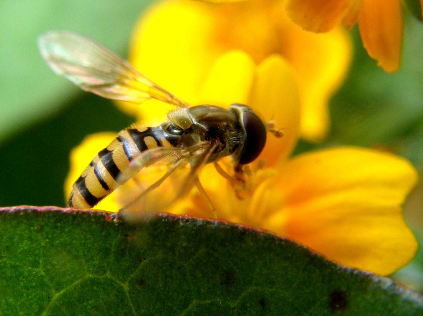 Syrphidae da identificare