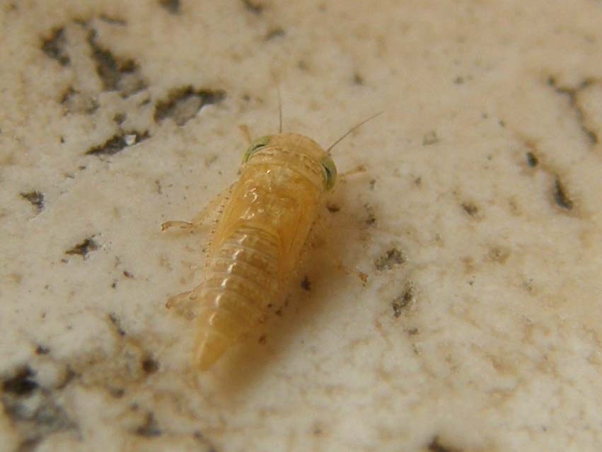 Ninfa di omottero?  sì: Famiglia Cicadellidae