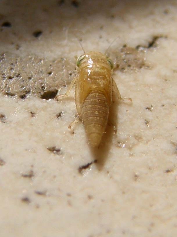 Ninfa di omottero?  sì: Famiglia Cicadellidae