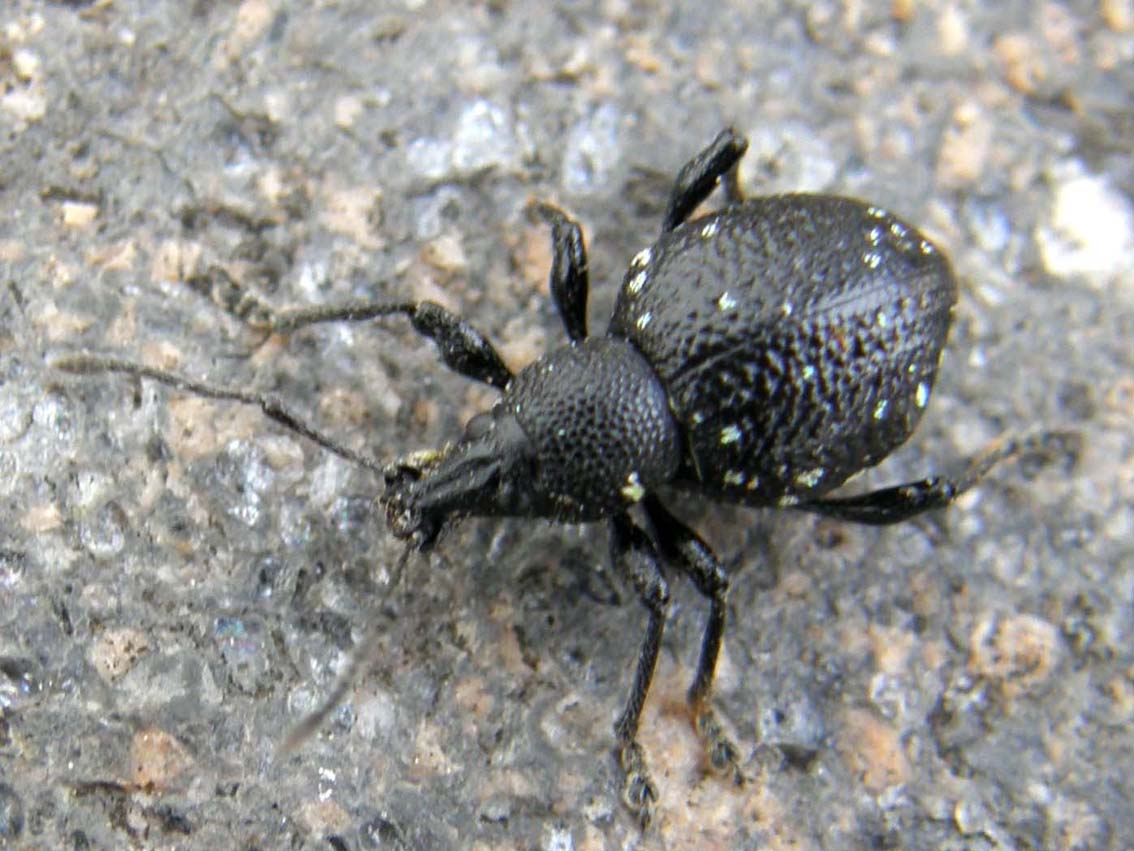 Otiorhynchus gemmatus