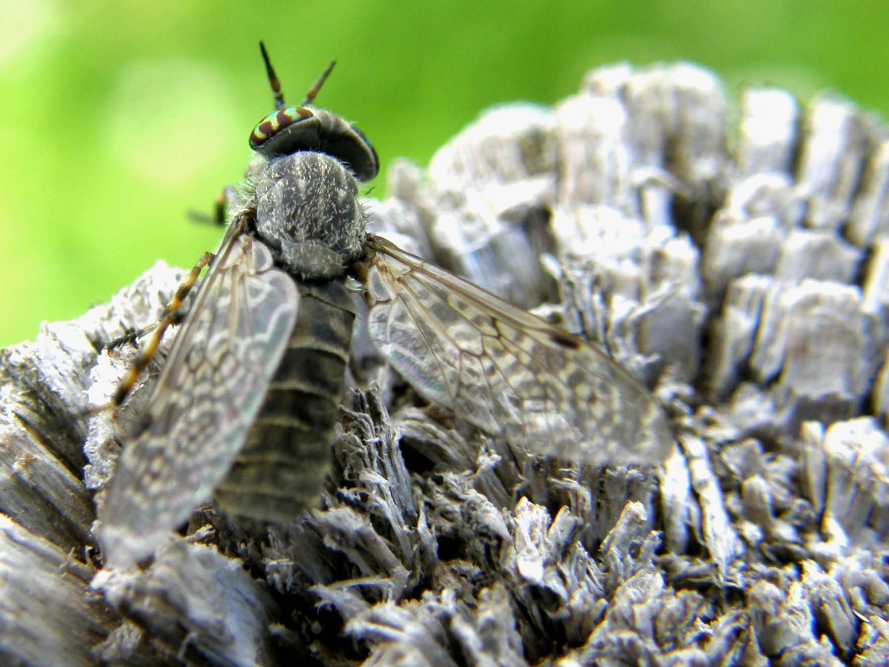 Ali molto variegate:Haematopota sp