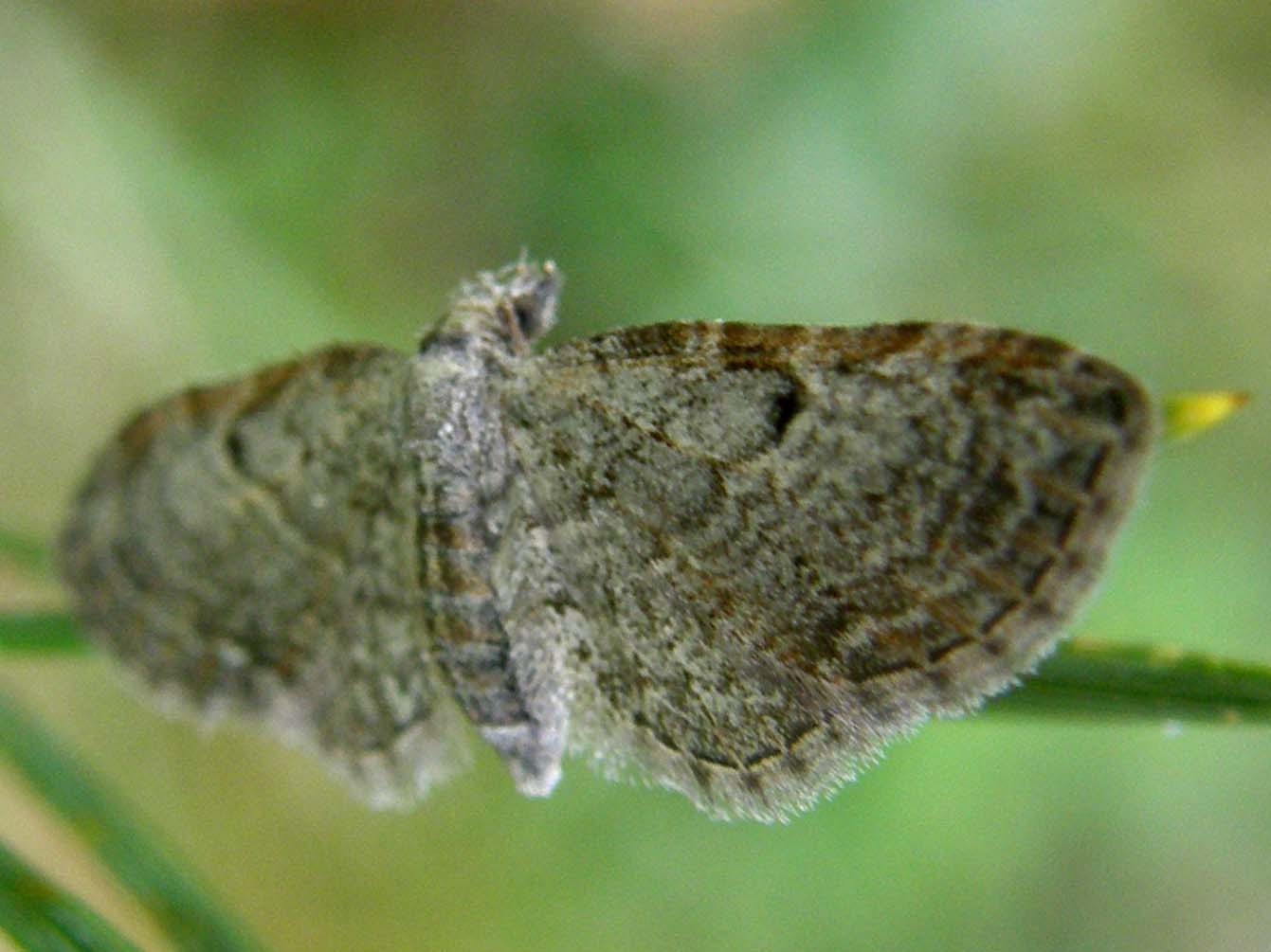 Eupithecia cfr. subfuscata (Geometridae)