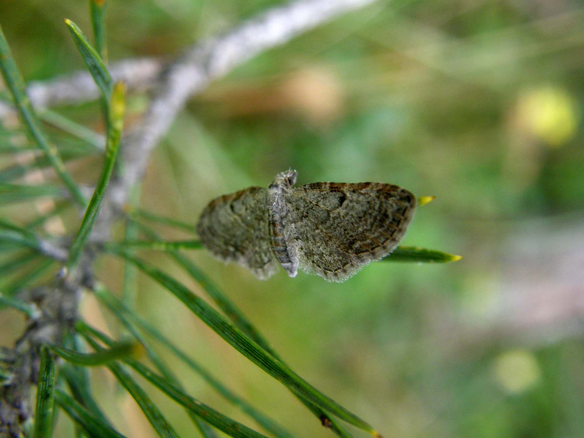 Eupithecia cfr. subfuscata (Geometridae)
