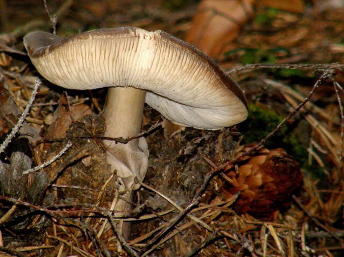 Il cappello sembra vellutato