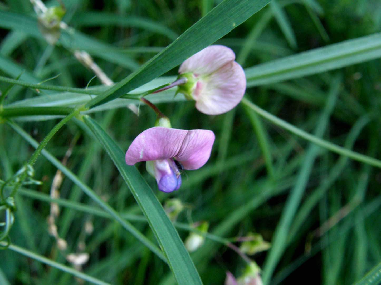 Lathyrus sp. (Fabaceae)