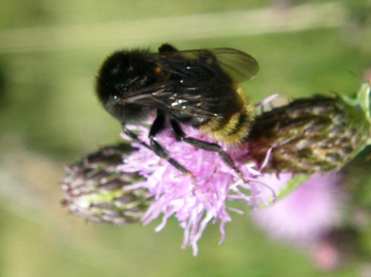 Apidae: maschio di Bombus (Psithyrus) rupestris (cfr.)