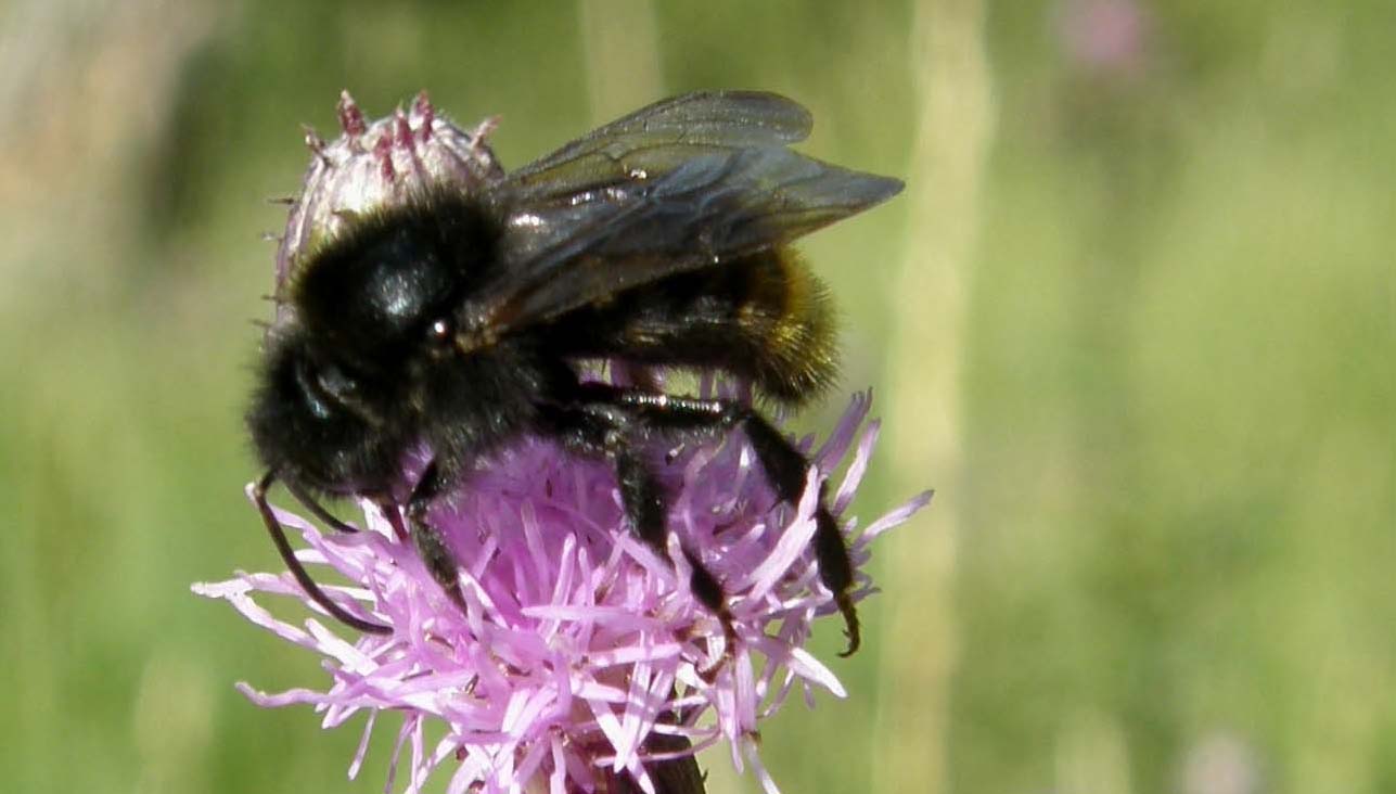 Apidae: maschio di Bombus (Psithyrus) rupestris (cfr.)