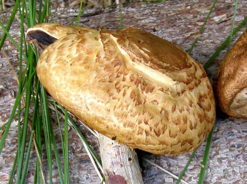 Raccolti e abbandonati