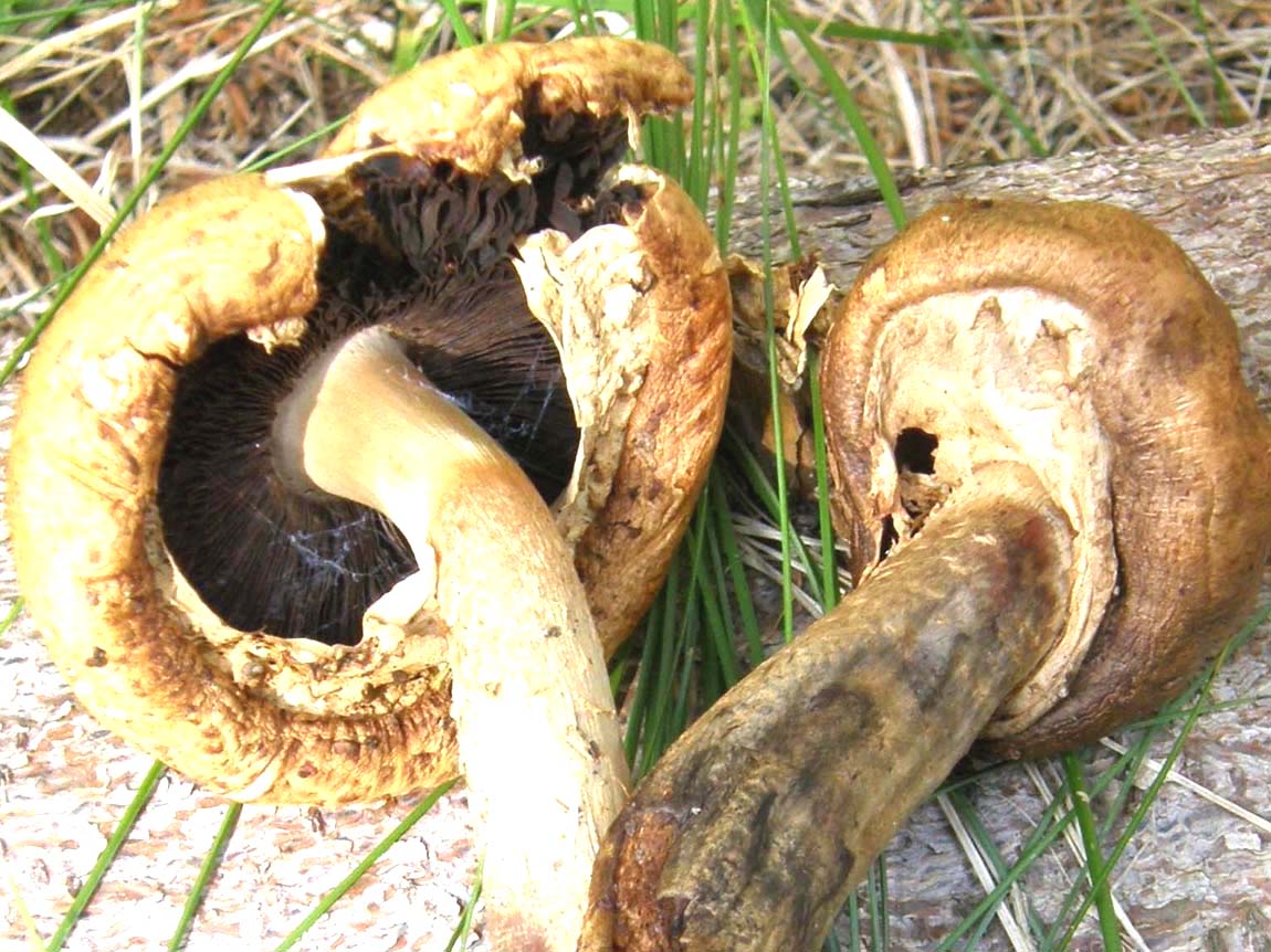 Raccolti e abbandonati