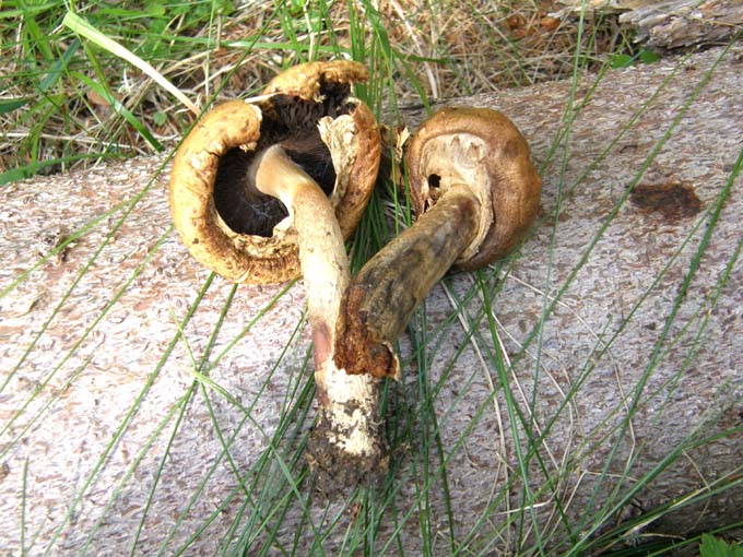 Raccolti e abbandonati