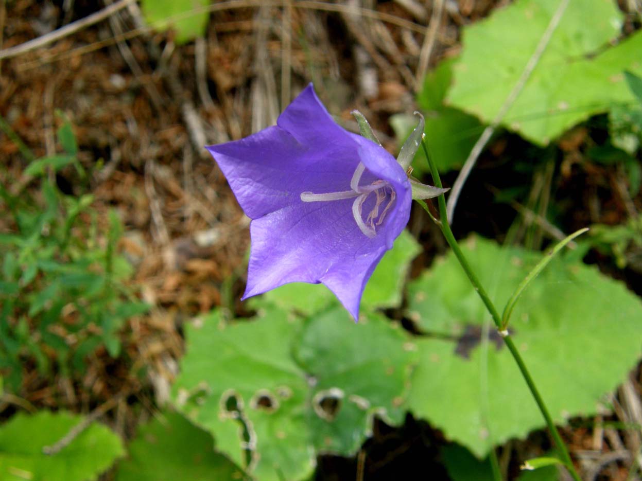 Campanula persicifolia