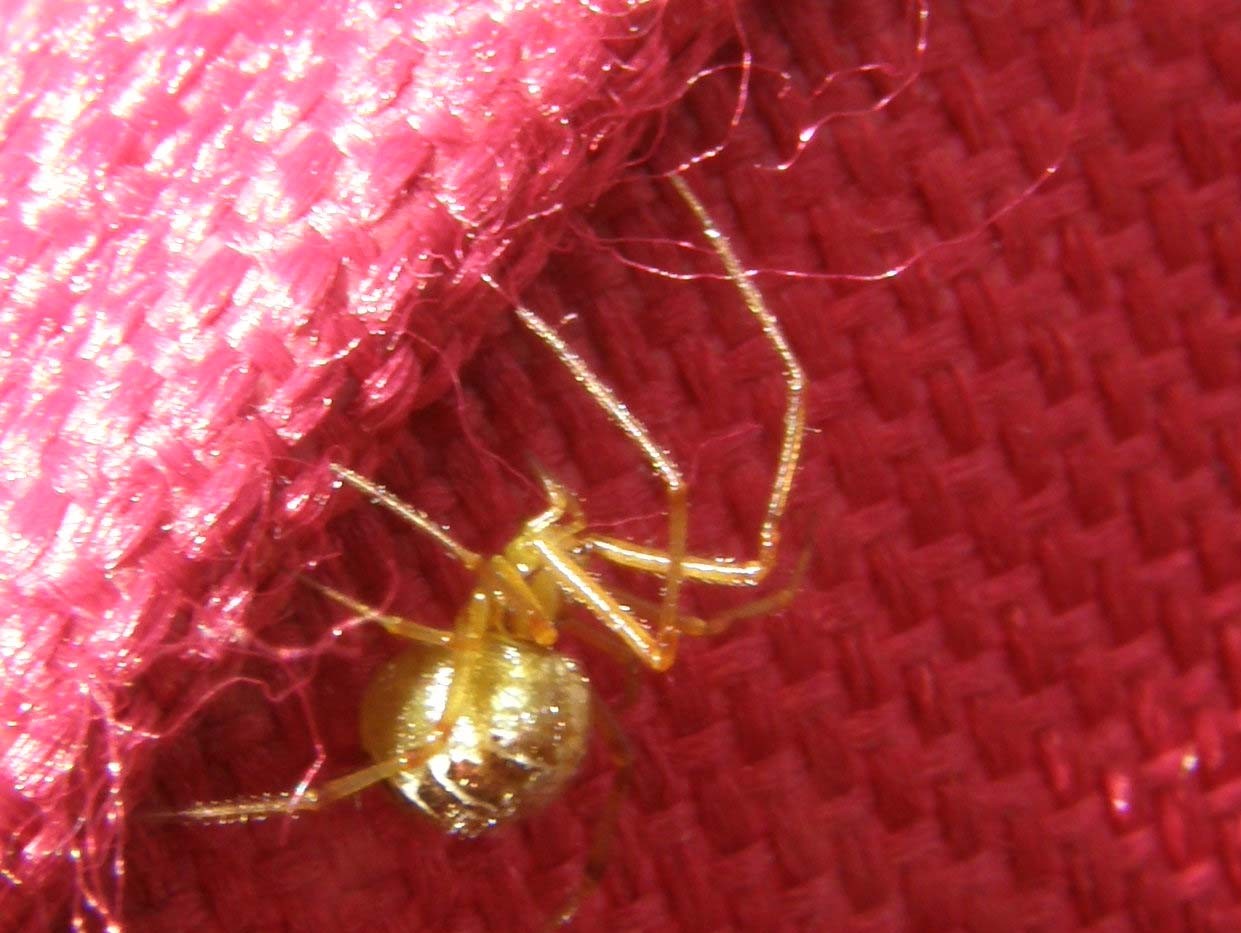 Linyphiidae e Theridiidae (Phylloneta sp.)
