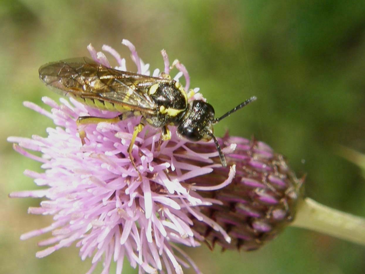 Su un fiore di centaurea: cfr  Rhogogaster sp.