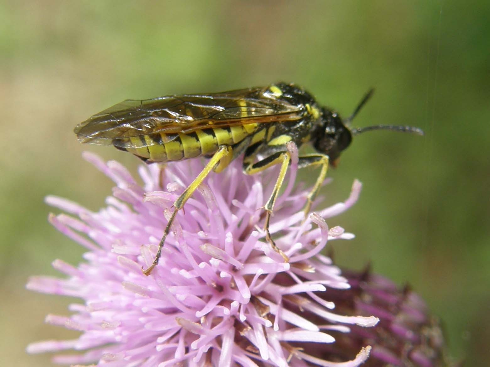 Su un fiore di centaurea: cfr  Rhogogaster sp.