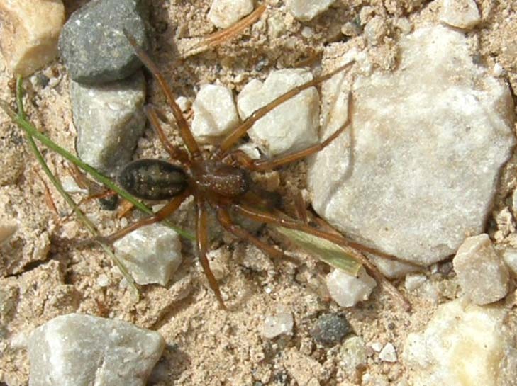 Amaurobiidae