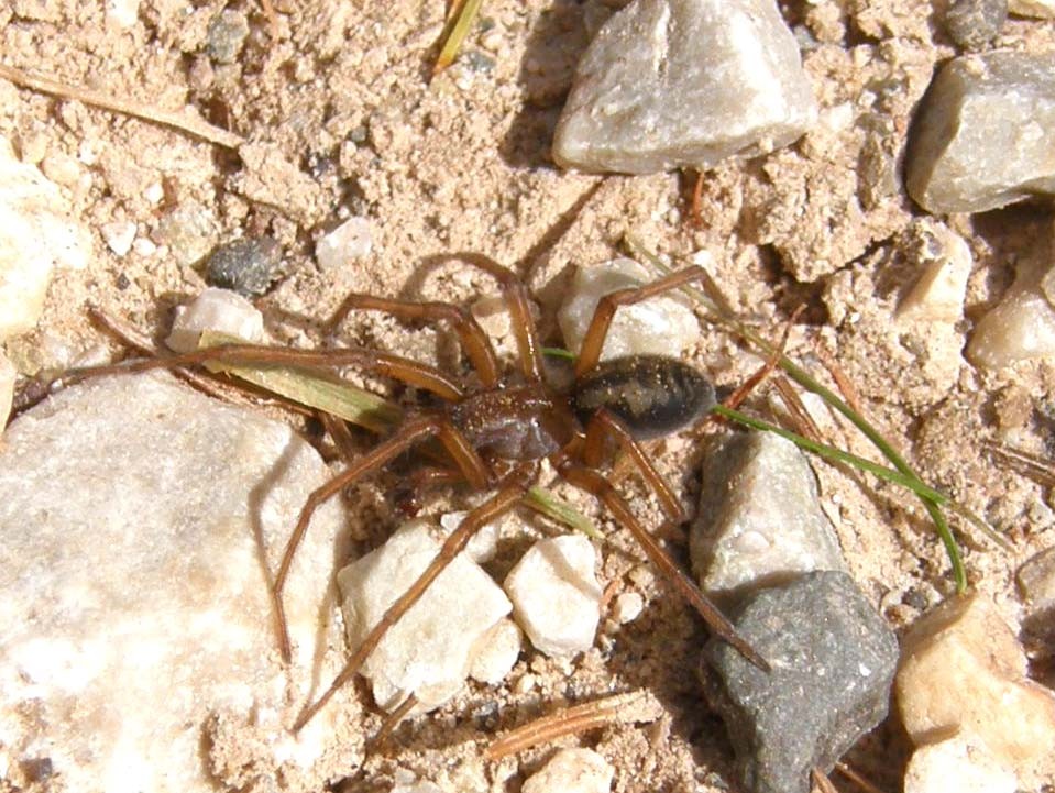 Amaurobiidae