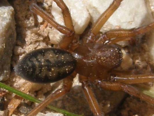 Amaurobiidae