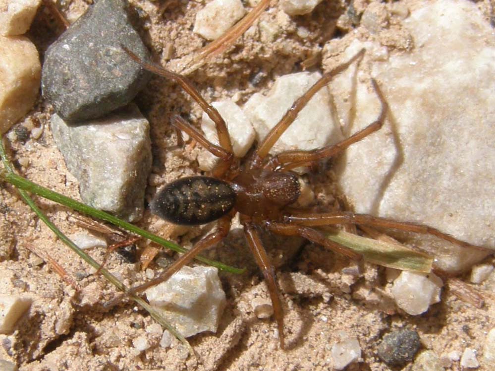 Amaurobiidae