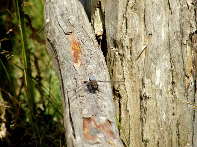 Libellula blu