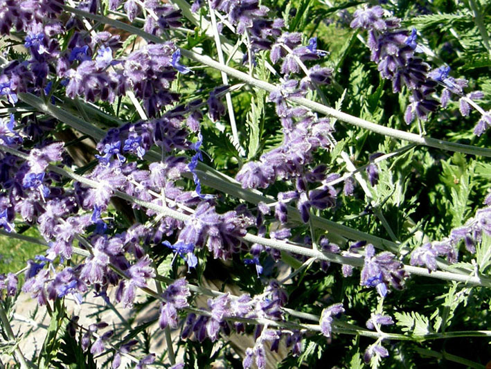 Spighe violacee - Perovskia atriplicifolia
