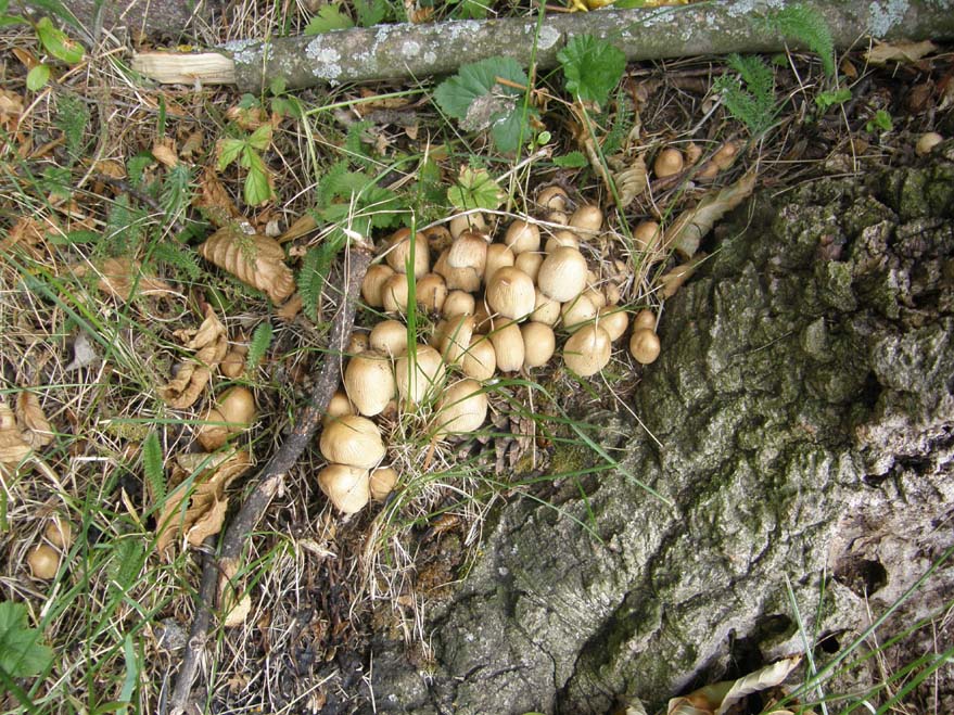 Altri Coprinus