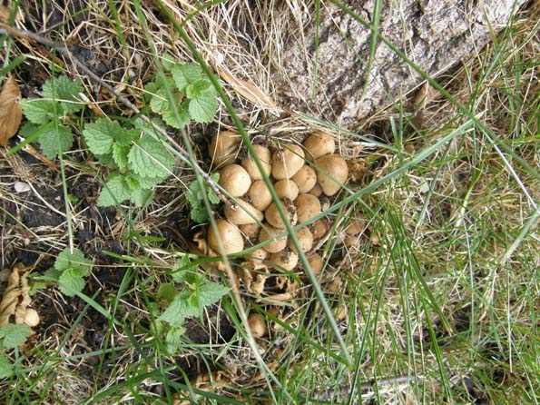 Altri Coprinus