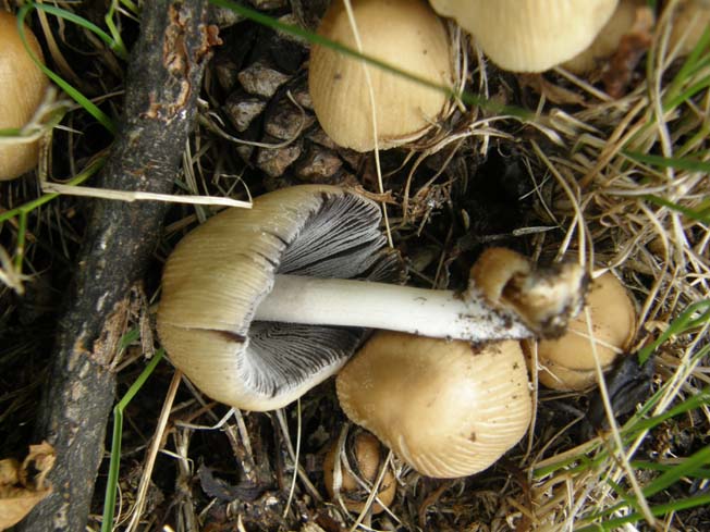 Altri Coprinus