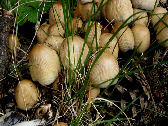 Altri Coprinus