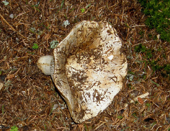 Cappello a forma di grande imbuto