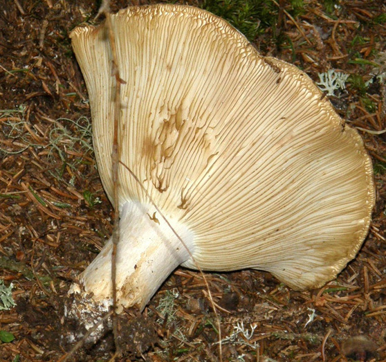 Cappello a forma di grande imbuto