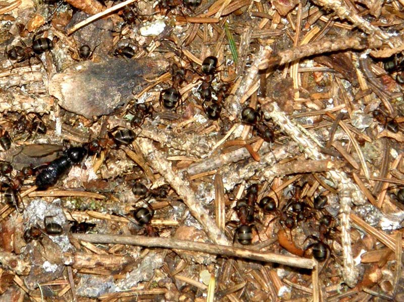 Formicaio in pineta 2 (Formica gruppo rufa)