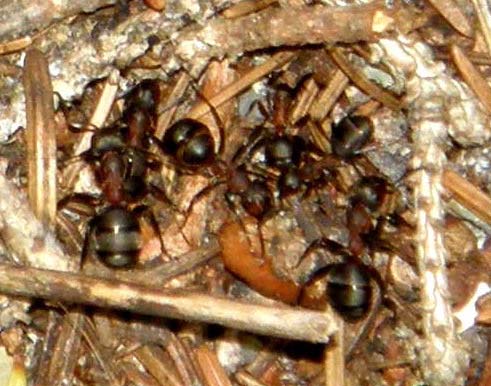 Formicaio in pineta 2 (Formica gruppo rufa)
