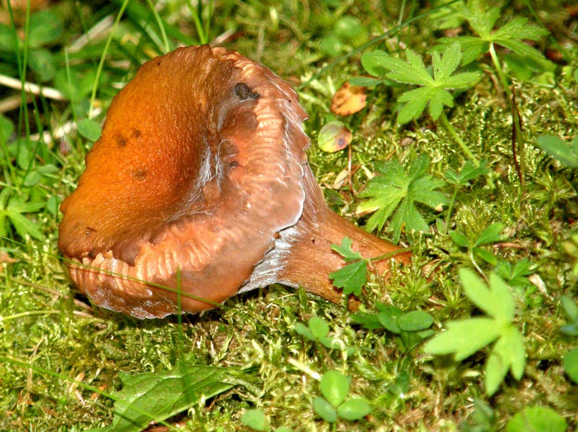 Fungo rosso-arancio ad imbuto